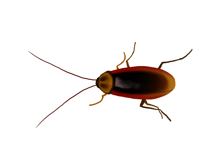Bug Image